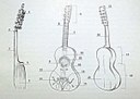 Viola