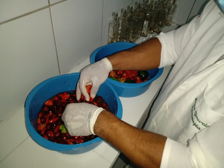 Produção de conservas de pimenta para a comercialização_Imagem cedida pelo projeto1 Produção de conservas de pimenta para a comercialização_Imagem cedida pelo projeto1